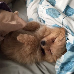 Meet your Posher, Sandy